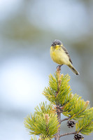 Grey-headed Wagtail, Svanvik, June 2023