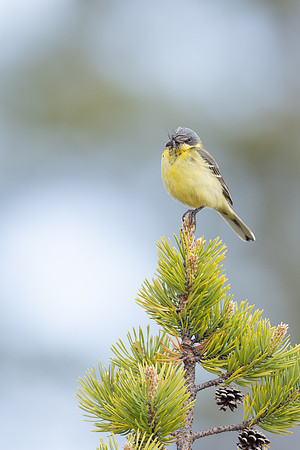 Grey-headed Wagtail, Svanvik, June 2023