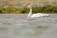 Whooper Swan, Snæfellsnes peninsula, Iceland, June 2022