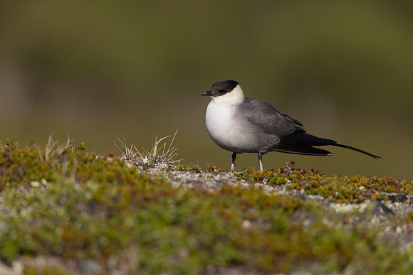 Long-tailed Skua, Mount Aliigas, Finland, June 2023