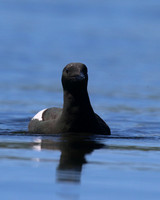 Black Guillemot, Oban, June 2016