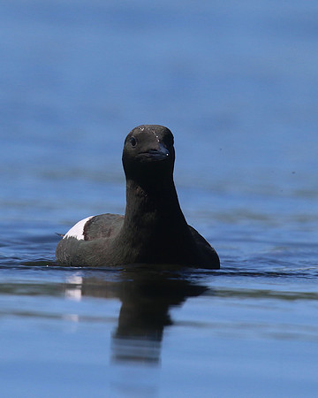 Black Guillemot, Oban, June 2016