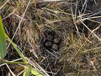 Temmincks Stint, Skallelv Neset, Norway, June 2023 (set 2)