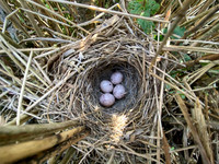 Yellowhammer