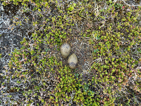 Arctic Skua, Kiberg, Norway, June 2023