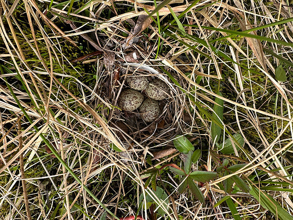 Temmincks Stint,Skallelv Neset, Norway, June 2023