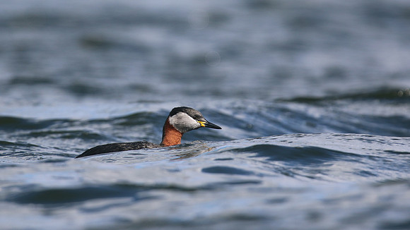 Red-necked Grebe, Farmoor Reservoir, March  2016