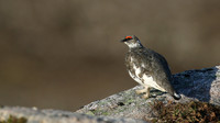 Ptarmigan, Cairngorm, June 2016