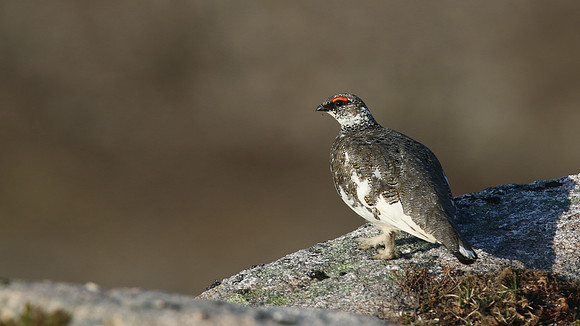 Ptarmigan, Cairngorm, June 2016