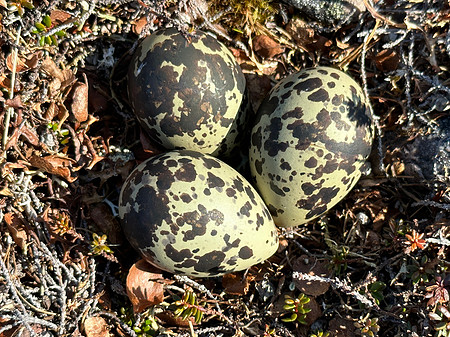 Dotterel, Batsjford,​ Norway, June 2023