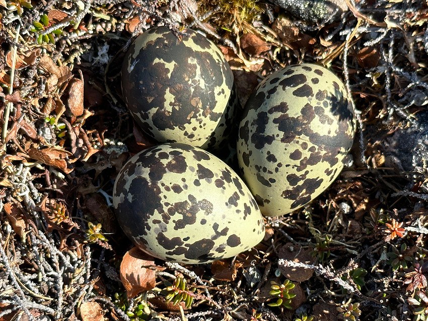 Dotterel, Batsjford, Norway, June 2023