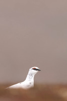 Ptarmigan, Cairngorms, February 2024