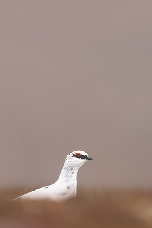 Ptarmigan, Cairngorms, February 2024