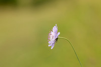 Small Scabious, Edge Hill, July 2022