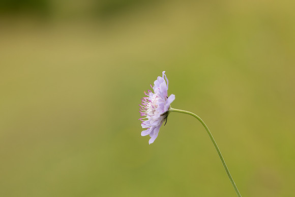 Small Scabious, Edge Hill, July 2022