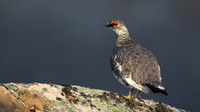 Ptarmigan