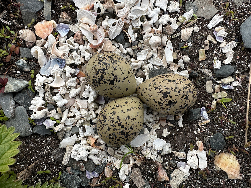 Tundra Plover, Vadsøya, Norway, June 2023