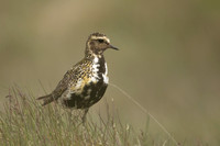 Golden Plover Eyrarbakk, June 2022