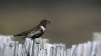 Ring Ouzel