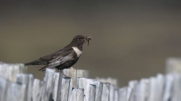 Ring Ouzel, Cairngorm, June 2016.