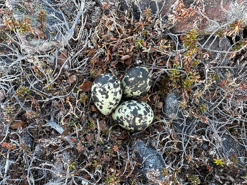 Dotterel, Batsjford, Norway, June 2023