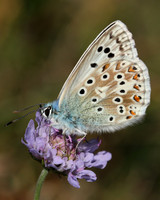 Chalkhill Blue, Breakheart Quarry, August 2015
