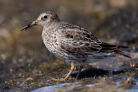 Purple Sandpiper, Batsjford, Norway, June 2023