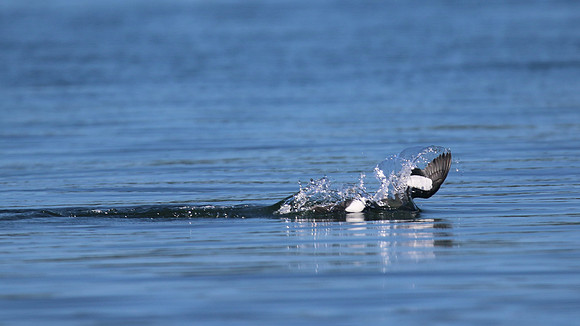 Black Guillemot, Oban, June 2016