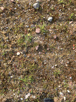 Ringed Plover
