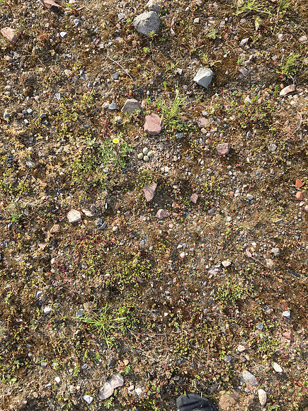 Ringed Plover