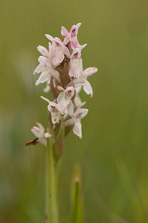Early Marsh-orchid, Kenfig, June 2024