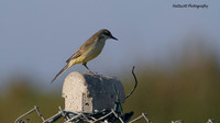 Yellow Wagtail, Larnaca Sewage works 2014.