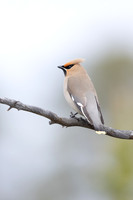 Waxwing, Svanvik, June 2023