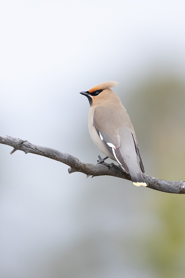 Waxwing, Svanvik, June 2023
