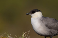 Long-tailed Skua, Mount Aliigas, Finland, June 2023