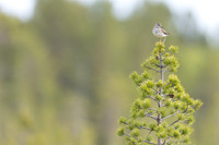 Wood Sandpiper, Svanvik, June 2023
