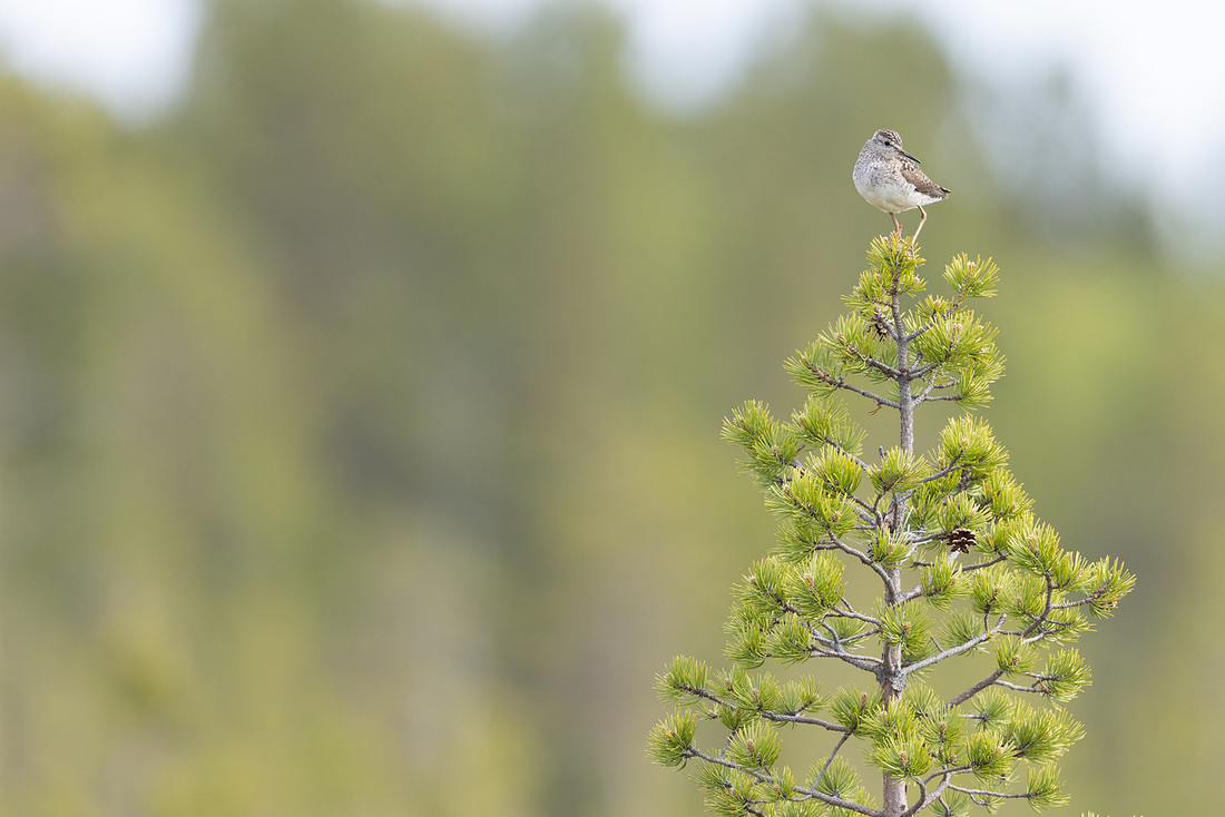 Wood Sandpiper, Svanvik, June 2023