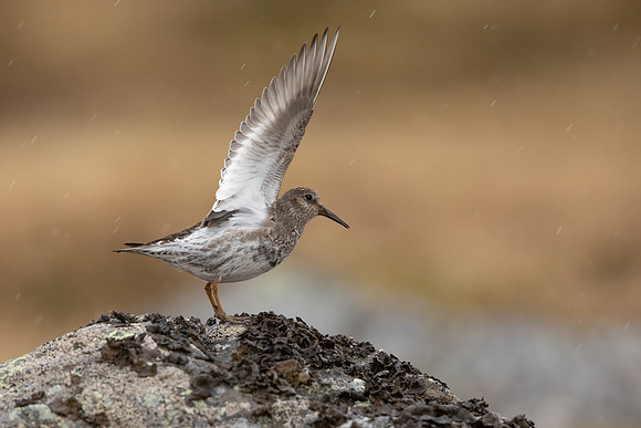 Purple Sandpiper, Raufarhofn, Iceland, June 2022