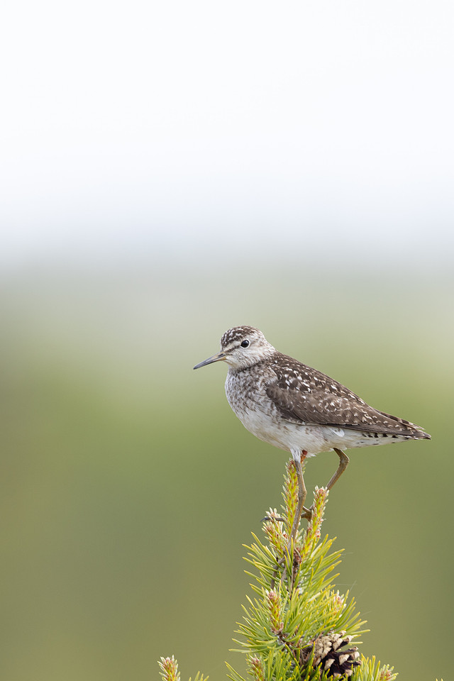 Wood Sandpiper, Svanvik, June 2023