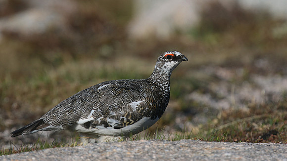 Ptarmigan, Cairngorms, June 2016