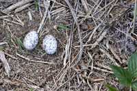 Nightjar, Gloucestershire, June 2023