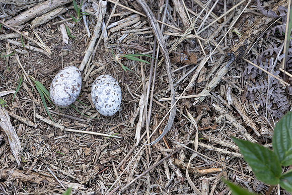 Nightjar, Gloucestershire, June 2023