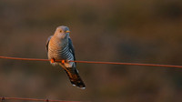 Cuckoo