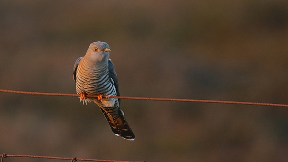 Cuckoo, Lochindorb, June 2016.