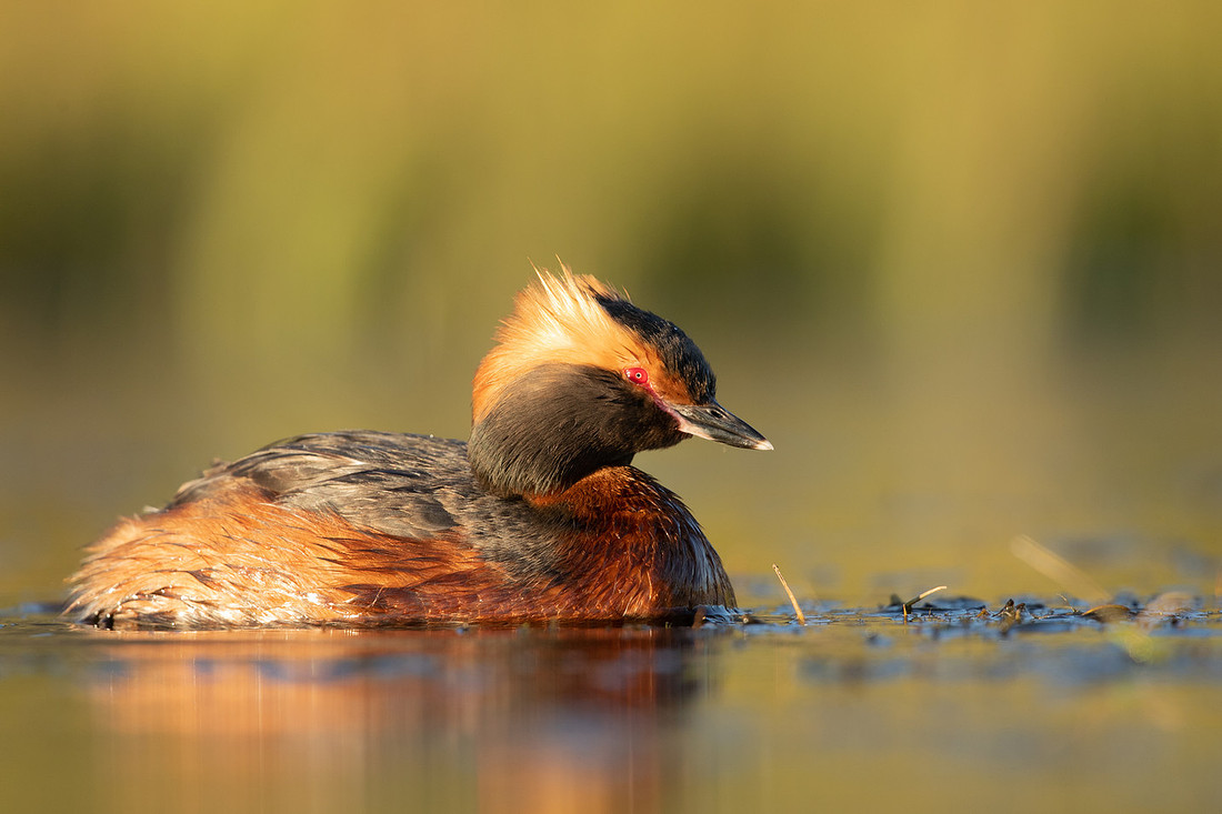 Slavonian Grebe, Iceland, May 2022