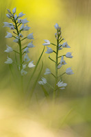 Sword-leaved Helleborine, Rodbrough Common, May 2024