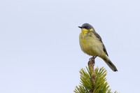 Grey headed wagtail, Svanvik, June 2023.