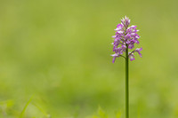 Miltary Orchid, Berkshire, May 2024