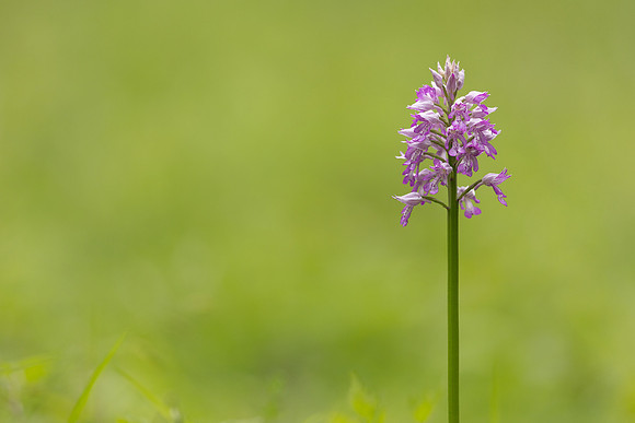 Miltary Orchid, Berkshire, May 2024