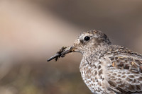 Purple Sandpiper, Batsjford, Norway, June 2023